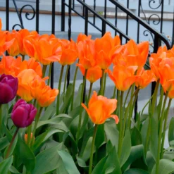 Tulip 'Orange Emperor' 13 Tulip 'Orange Emperor' -UK Garden Plants Sales 2024 tulip orange emperor 6