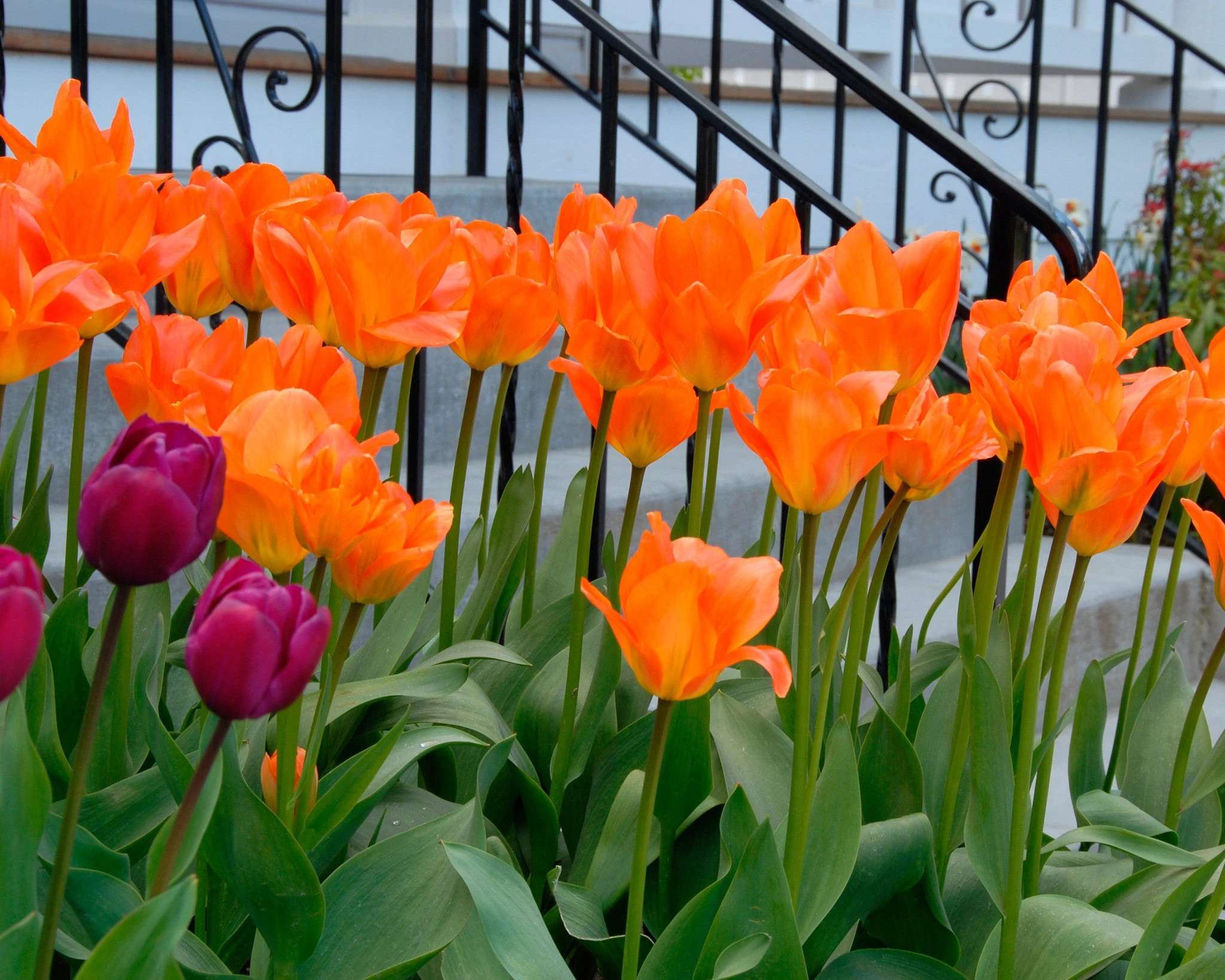 Tulip 'Orange Emperor' 6 Tulip 'Orange Emperor' - Image 4