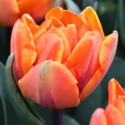 Tulip 'Orange Princess' -UK Garden Plants Sales 2024 tulip orange princess 0