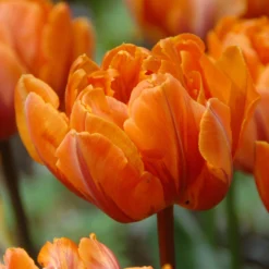Tulip 'Orange Princess' -UK Garden Plants Sales 2024 tulip orange princess 1