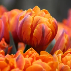 Tulip 'Orange Princess'