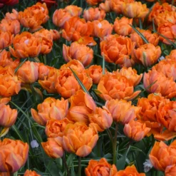 Tulip 'Orange Princess' -UK Garden Plants Sales 2024 tulip orange princess 4