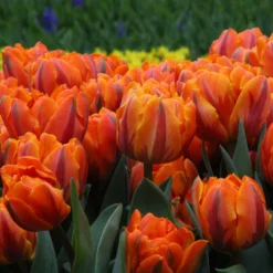 Tulip 'Orange Princess' -UK Garden Plants Sales 2024 tulip orange princess 4 24133a77 3ad0 470e b124 6dbdcc979c65