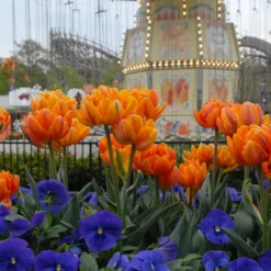 Tulip 'Orange Princess' -UK Garden Plants Sales 2024 tulip orange princess 5