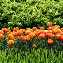 Tulip 'Orange Princess' -UK Garden Plants Sales 2024 tulip orange princess 7