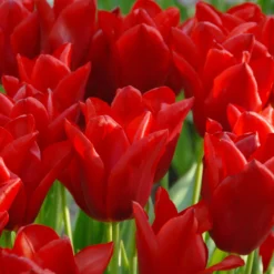 Tulip 'Oscar' 11 Tulip 'Oscar' -UK Garden Plants Sales 2024 tulip oscar 2