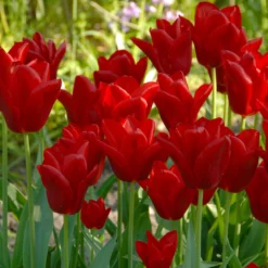 Tulip 'Oscar' 9 Tulip 'Oscar' -UK Garden Plants Sales 2024 tulip oscar 3