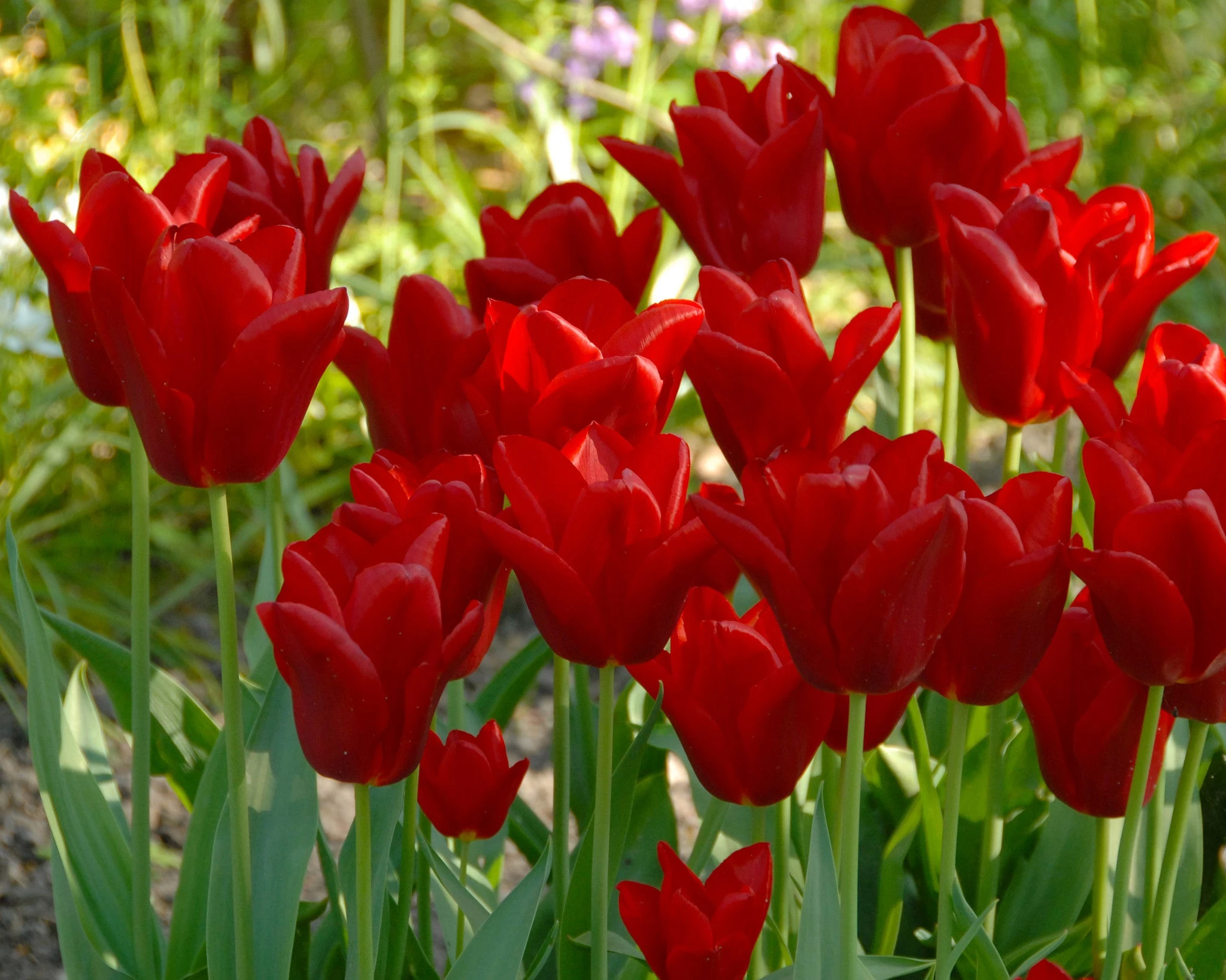 Tulip 'Oscar' 5 Tulip 'Oscar' - Image 3