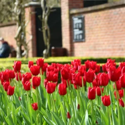 Tulip 'Oscar' 8 Tulip 'Oscar' -UK Garden Plants Sales 2024 tulip oscar 4