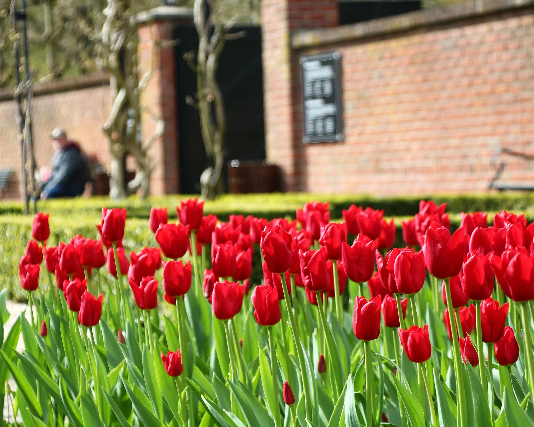 Tulip 'Oscar' 4 Tulip 'Oscar' - Image 2