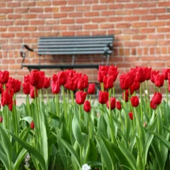 Tulip 'Oscar' 10 Tulip 'Oscar' -UK Garden Plants Sales 2024 tulip oscar 5