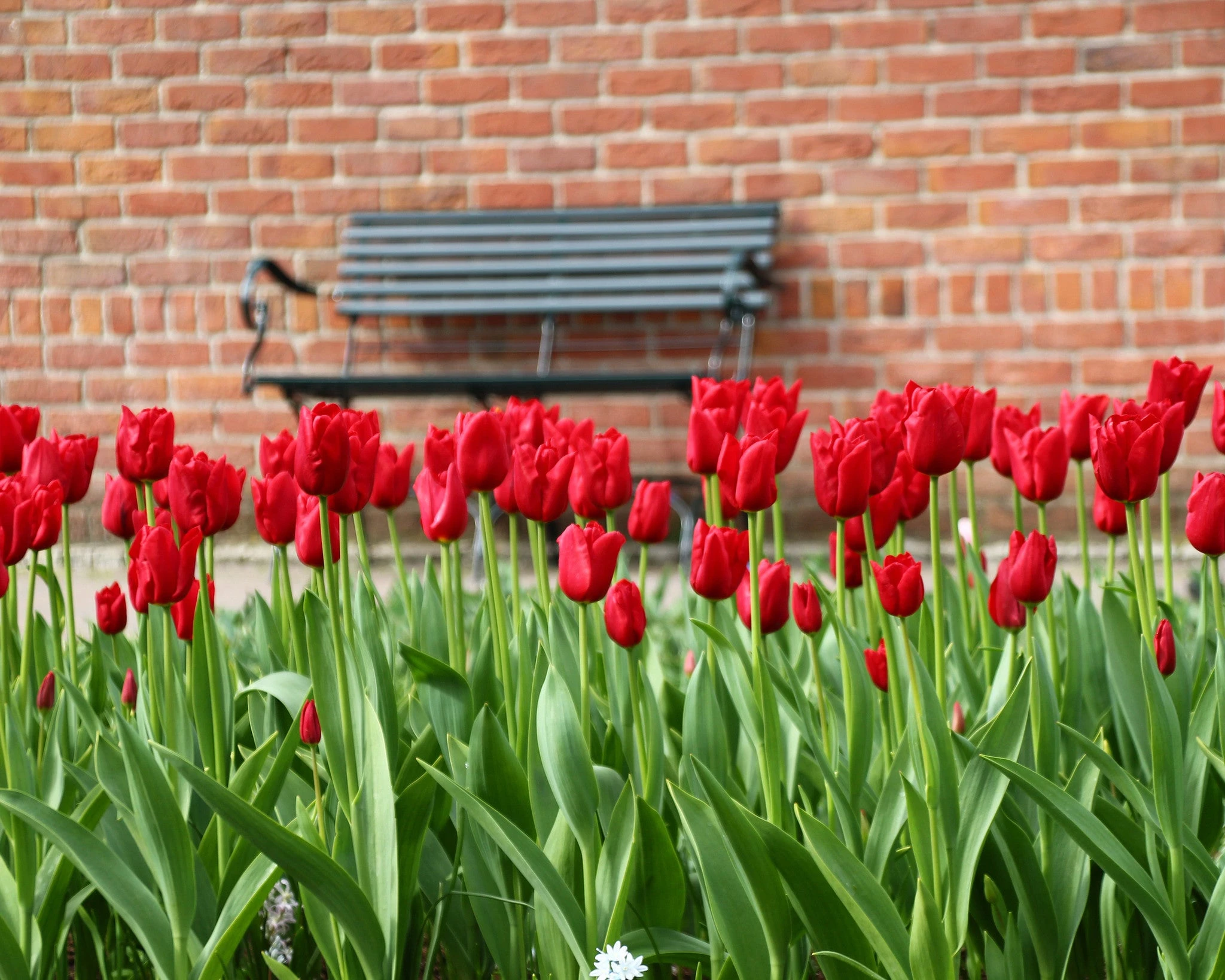 Tulip 'Oscar' 6 Tulip 'Oscar' - Image 4