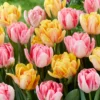 Tulip Collection 'Peach Passion' -UK Garden Plants Sales 2024 tulip peach passion 1