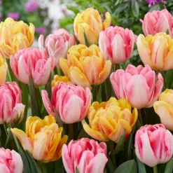 Tulip Collection 'Peach Passion' -UK Garden Plants Sales 2024 tulip peach passion 2