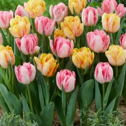 Tulip Collection 'Peach Passion' -UK Garden Plants Sales 2024 tulip peach passion 3