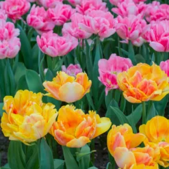 Tulip Collection 'Peach Passion' -UK Garden Plants Sales 2024 tulip peach passion 4 scaled