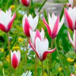 Tulip 'Peppermint Stick' -UK Garden Plants Sales 2024 tulip peppermint stick 1