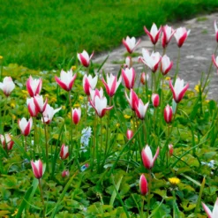 Tulip 'Peppermint Stick' -UK Garden Plants Sales 2024 tulip peppermint stick 2 scaled