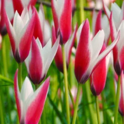 Tulip 'Peppermint Stick' -UK Garden Plants Sales 2024 tulip peppermint stick 3