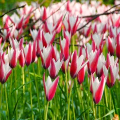 Tulip 'Peppermint Stick' -UK Garden Plants Sales 2024 tulip peppermint stick 4 scaled
