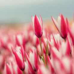 Tulip 'Peppermint Stick' -UK Garden Plants Sales 2024 tulip peppermint stick 5 scaled