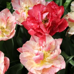 Tulip 'Peptalk'