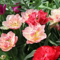 Tulip 'Peptalk' -UK Garden Plants Sales 2024 tulip peptalk 00