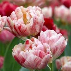 Tulip 'Peptalk' -UK Garden Plants Sales 2024 tulip peptalk 1