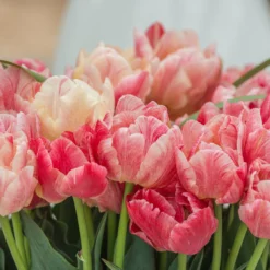 Tulip 'Peptalk' -UK Garden Plants Sales 2024 tulip peptalk 2 scaled