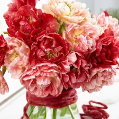 Tulip 'Peptalk' -UK Garden Plants Sales 2024 tulip peptalk 3