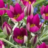 Tulip 'Persian Pearl' -UK Garden Plants Sales 2024 tulip persian pearl 1