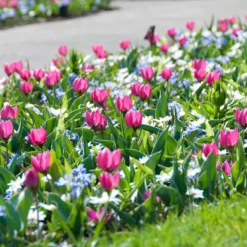 Tulip 'Persian Pearl' 11 Tulip 'Persian Pearl' -UK Garden Plants Sales 2024 tulip persian pearl 3