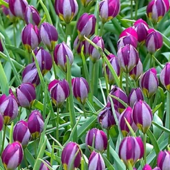 Tulip 'Persian Pearl' 12 Tulip 'Persian Pearl' -UK Garden Plants Sales 2024 tulip persian pearl 4