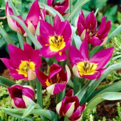 Tulip 'Persian Pearl' 13 Tulip 'Persian Pearl' -UK Garden Plants Sales 2024 tulip persian pearl 5