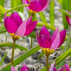 Tulip 'Persian Pearl' 14 Tulip 'Persian Pearl' -UK Garden Plants Sales 2024 tulip persian pearl 6