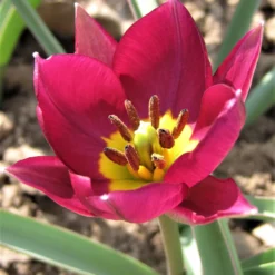 Tulip 'Persian Pearl' 15 Tulip 'Persian Pearl' -UK Garden Plants Sales 2024 tulip persian pearl 7
