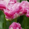 Tulip 'Pink Size' 2 Tulip 'Pink Size' -UK Garden Plants Sales 2024 tulip pink size 0