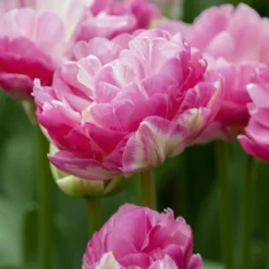 Tulip 'Pink Size'