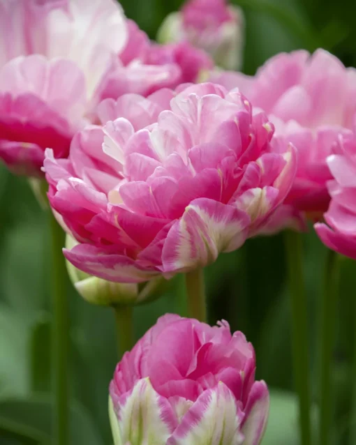 Tulip 'Pink Size' 8 Tulip 'Pink Size' -UK Garden Plants Sales 2024 tulip pink size 0