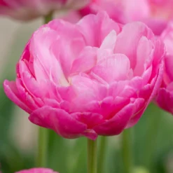 Tulip 'Pink Size' -UK Garden Plants Sales 2024 tulip pink size 1