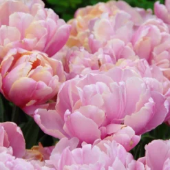 Tulip 'Pink Star' -UK Garden Plants Sales 2024 tulip pink star 0 scaled