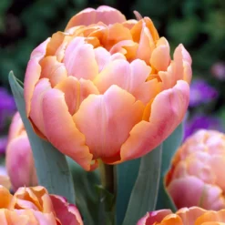 Tulip 'Pink Star'