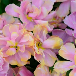 Tulip 'Pink Star' -UK Garden Plants Sales 2024 tulip pink star 1 scaled