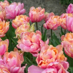 Tulip 'Pink Star' -UK Garden Plants Sales 2024 tulip pink star 2 scaled