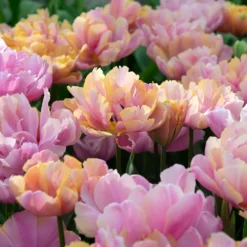 Tulip 'Pink Star' -UK Garden Plants Sales 2024 tulip pink star 3