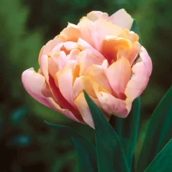 Tulip 'Pink Star' -UK Garden Plants Sales 2024 tulip pink star 6