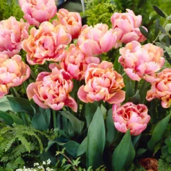 Tulip 'Pink Star' -UK Garden Plants Sales 2024 tulip pink star 7