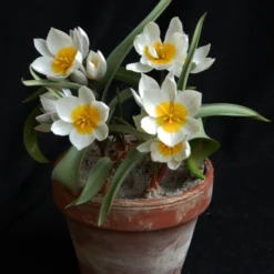 Tulip 'Polychroma' -UK Garden Plants Sales 2024 tulip polychroma 2