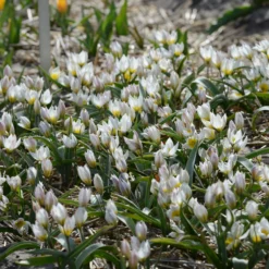 Tulip 'Polychroma' -UK Garden Plants Sales 2024 tulip polychroma 3 scaled