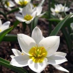Tulip 'Polychroma' -UK Garden Plants Sales 2024 tulip polychroma 5